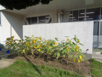 DSC05188